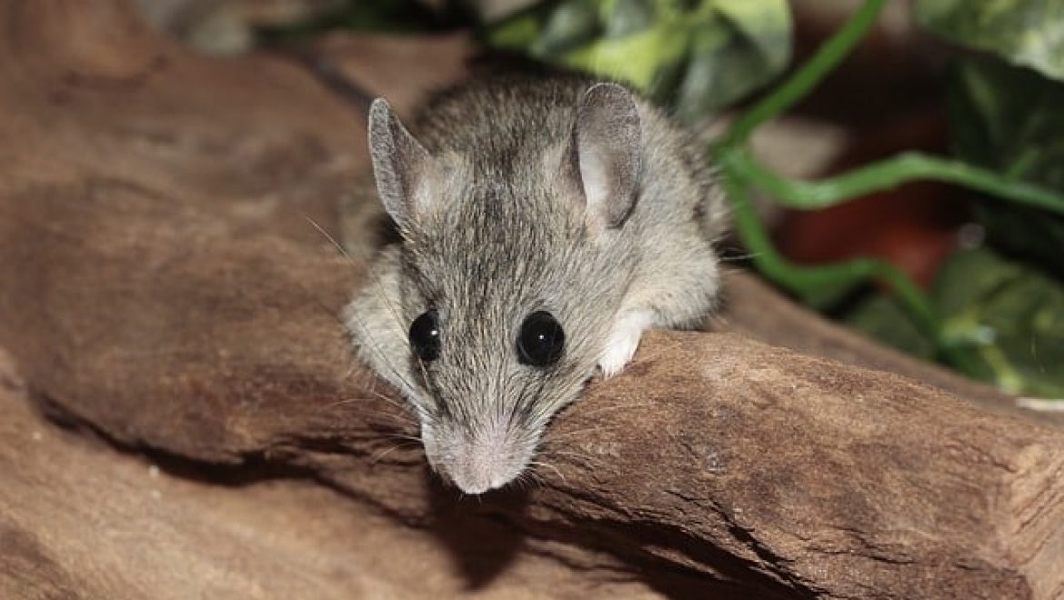 לוכד עכברים – כיצד לוכדים עכברים בצורה יעילה